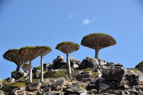 DSC 0060 (1) (1) (1) (1) (1) (1)