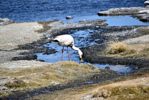 DSC 0060 (1) (1) (1) (1) (1) (1) (1)