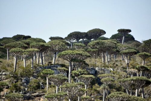 DSC 0070 (1) (1) (1)