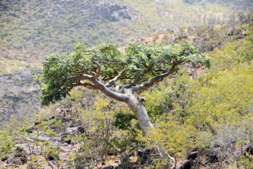 DSC 0117 (1) (1) (1) (1)