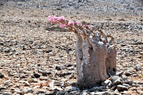 DSC 0174 (1) (1) (1)