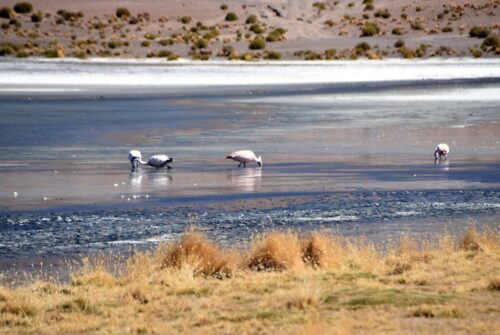 DSC 0194 (1) (1) (1) (1) (1)