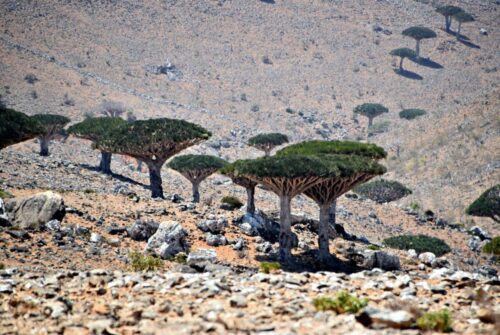 DSC 0229 (1) (1) (1)