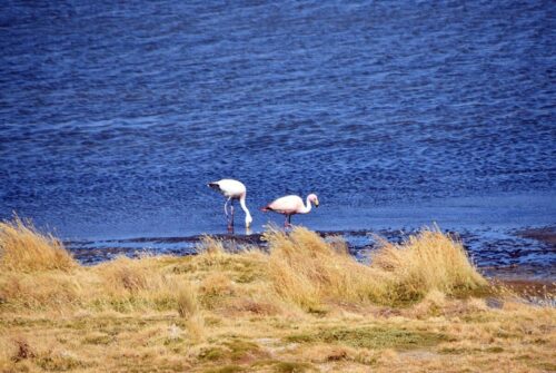 DSC 0230 (1) (1) (1)