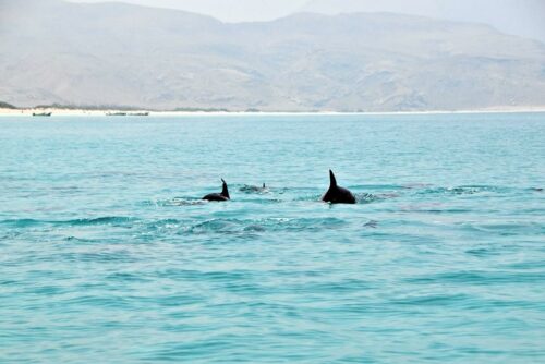 DSC 0264 (1) (1) (1) (1)