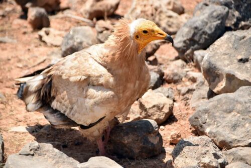 DSC 0272 (1) (1) (1) (1)