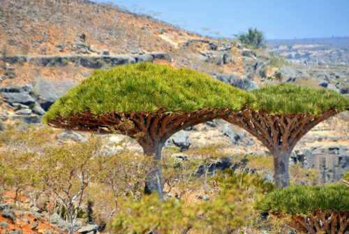 DSC 0278 (1) (1) (1) (1) (1)