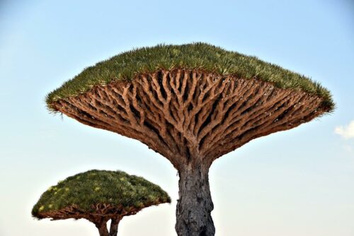 DSC 0291 (1) (1) (1)