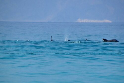 DSC 0294 (1) (1) (1)