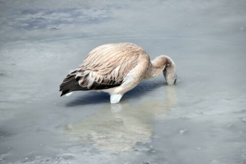 DSC 0299 (1) (1) (1)