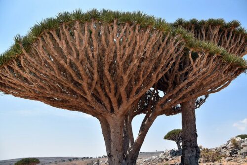 DSC 0302 (1) (1) (1)