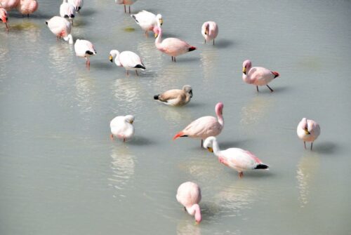 DSC 0343 (1) (1) (1) (1)