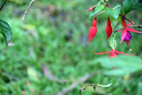 DSC 0450 (1) (1)