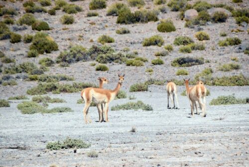 DSC 0501 (1) (1) (1)