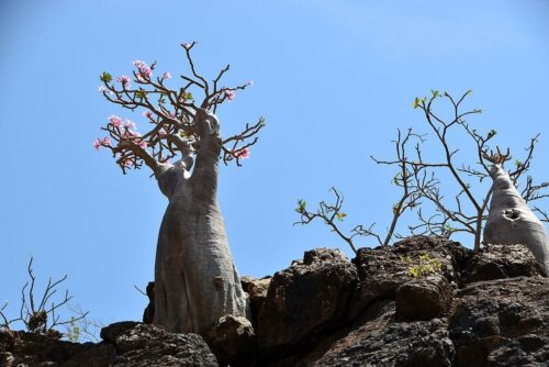 DSC 0506 (1) (1) (1) (1)