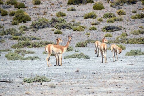 DSC 0510 (1) (1) (1) (1) (1)