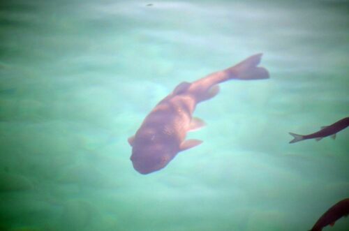 DSC 0558 (1) (1) (1)