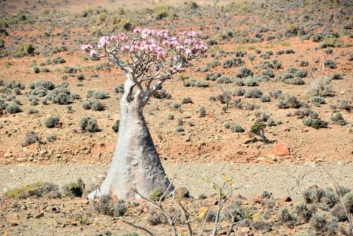 DSC 0559 (1) (1) (1)