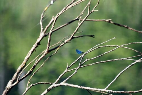 DSC 0601 (1) (1) (1) (1)