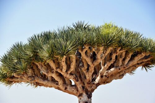 DSC 0609 (1) (1) (1)