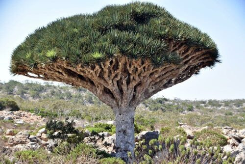 DSC 0628 (1) (1) (1)