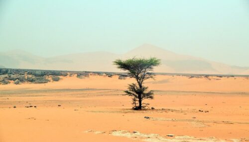 DSC 0653 (1) (1) (1) (1)