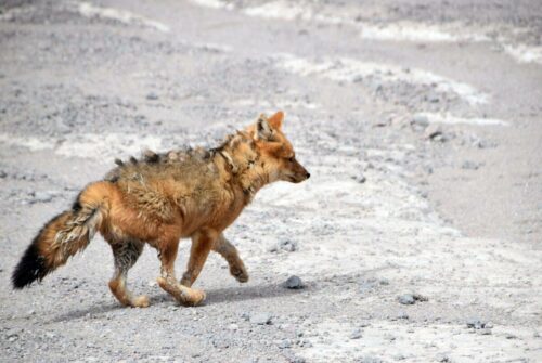 DSC 0653 (1) (1) (1) (1) (1)