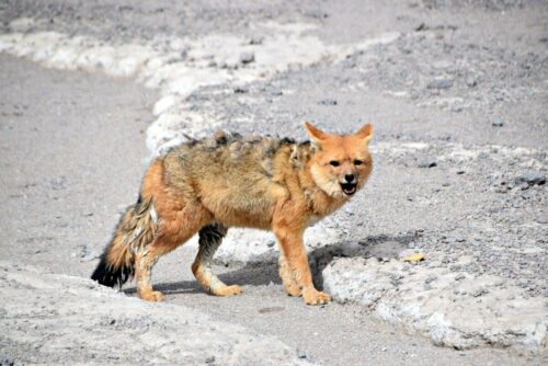 DSC 0672 (1) (1) (1) (1) (1) (1) (1) (1) (1)