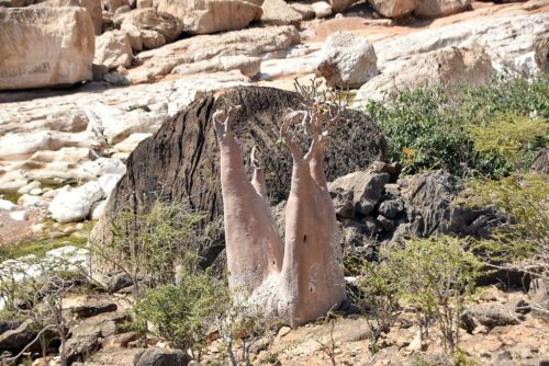 DSC 0736 (1) (1) (1)