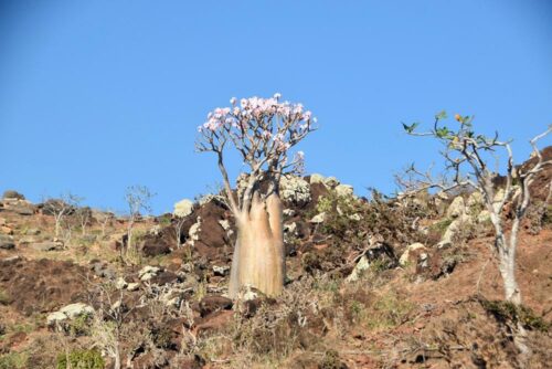 DSC 0743 (1) (1) (1)