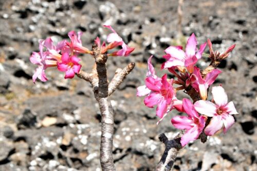 DSC 0746 (1) (1) (1) (1)