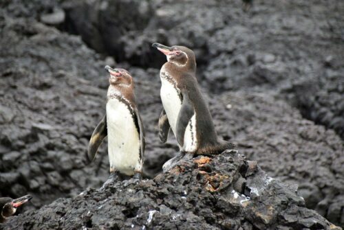 DSC 0784 (1) (1)