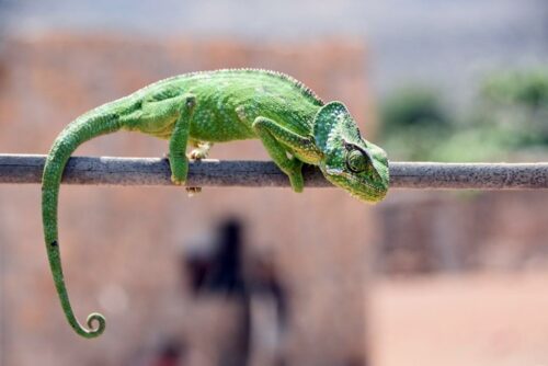 DSC 0912 (1) (1) (1)