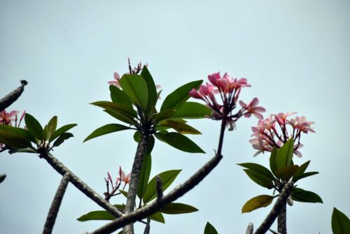 DSC 0951 (1) (1)