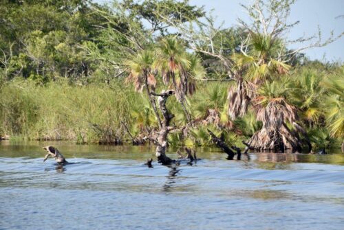 DSC 0955 (1) (1) (1) (1)