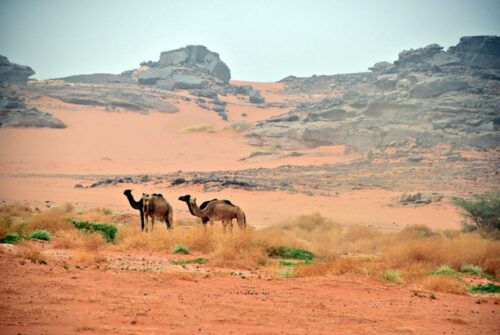 DSC 0965 (1) (1) (1)