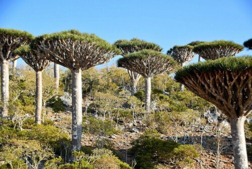 DSC 0965 (1) (1) (1) (1) (1) (1) (1)