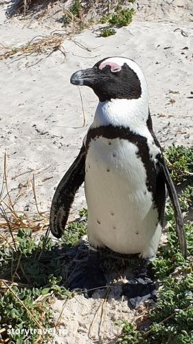 pinguini 1