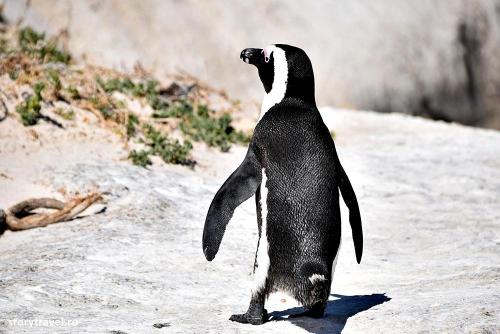 pinguini 8